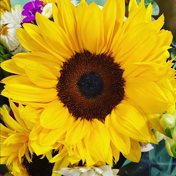 Meet your Posher, Mari - Picture 1 of 2